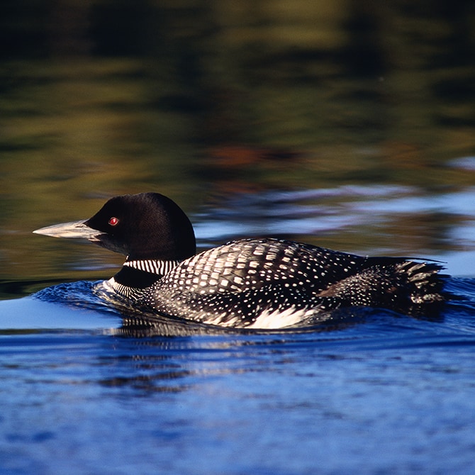 Duck Swimming In Lake