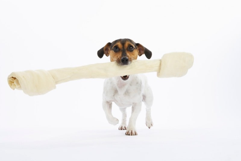 Dog carrying rawhide bone