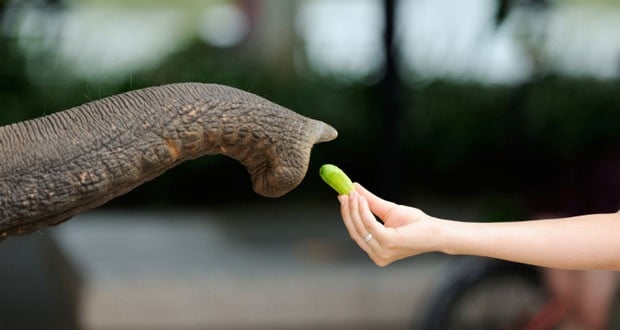 Elephant Elephant