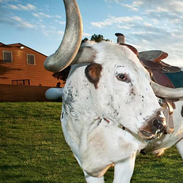 Longhorn Steer in a field