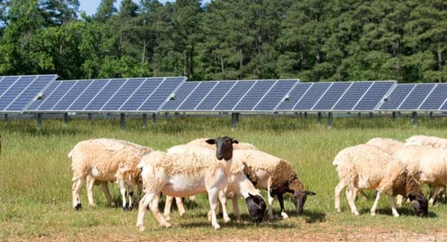 Sheep at SAS Solar Farm