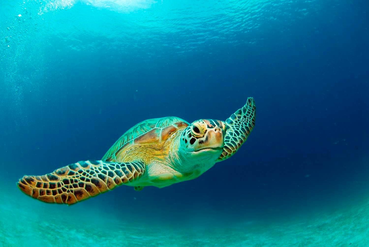 Endangered sea turtle swimming in deep blue ocean waters