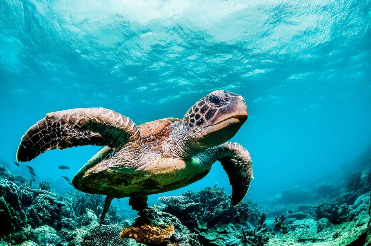 Sea turtle swimming over ocean floor