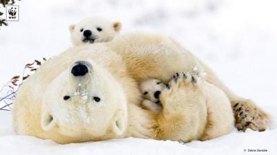 WWF Polar Bears