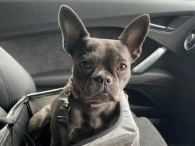 Gray french bulldog sitting in a car