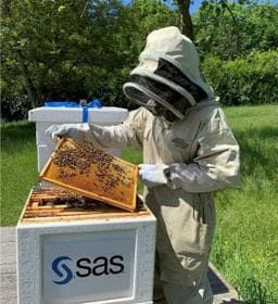 Sensors collect data about honeybee colonies