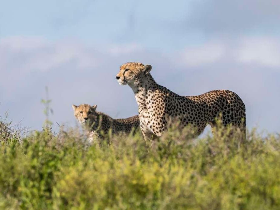 Cheetahs surveying the wild