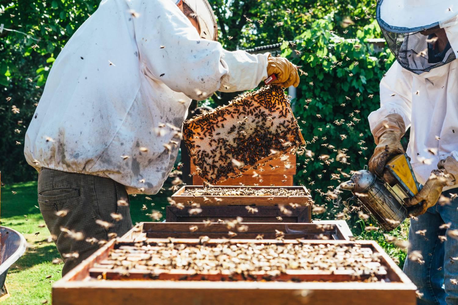 Beekeepers working with bees