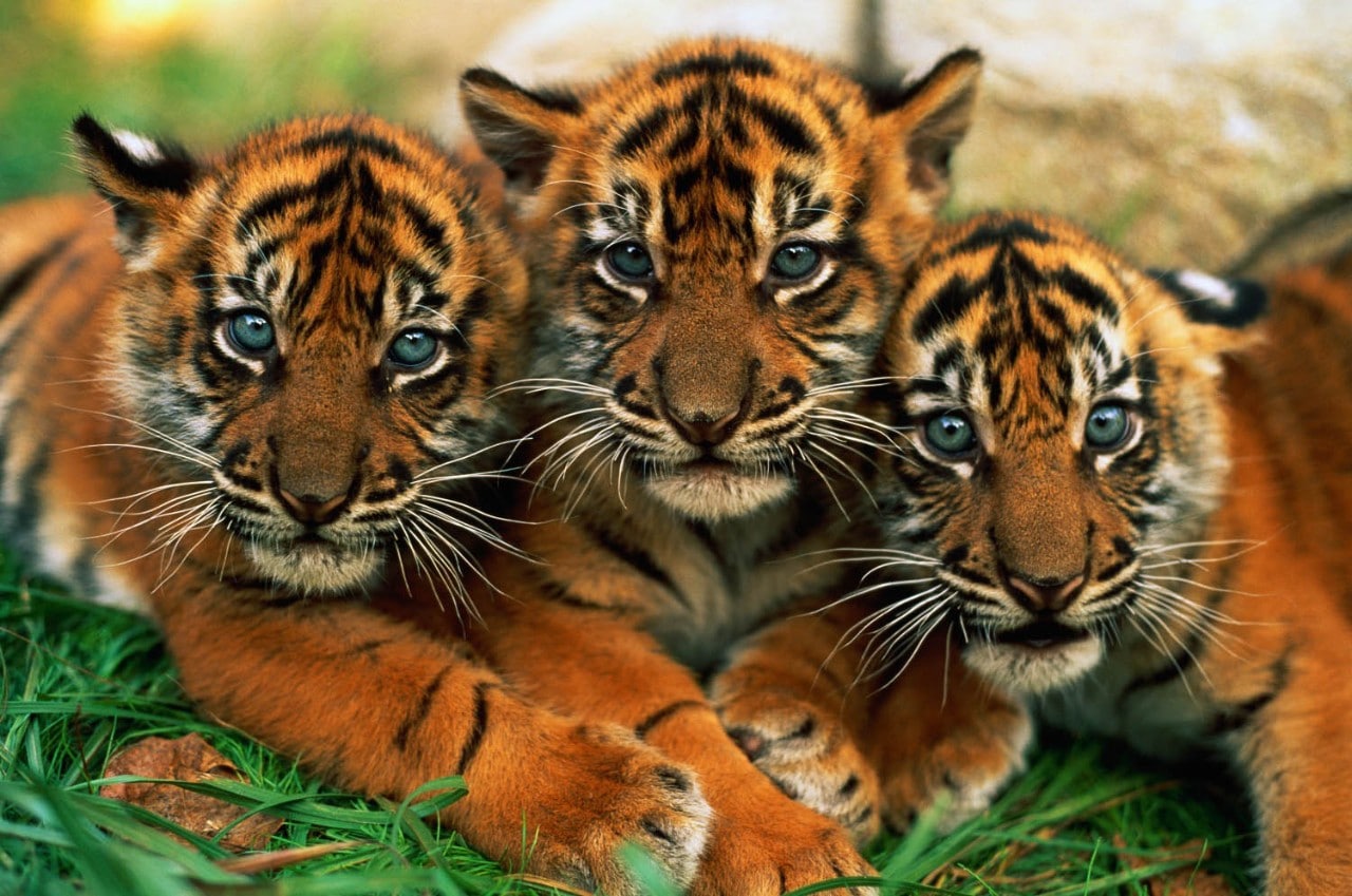 three sumartran tiger cubs close up