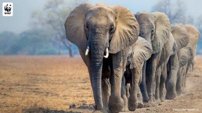 WWF Elephant Herd