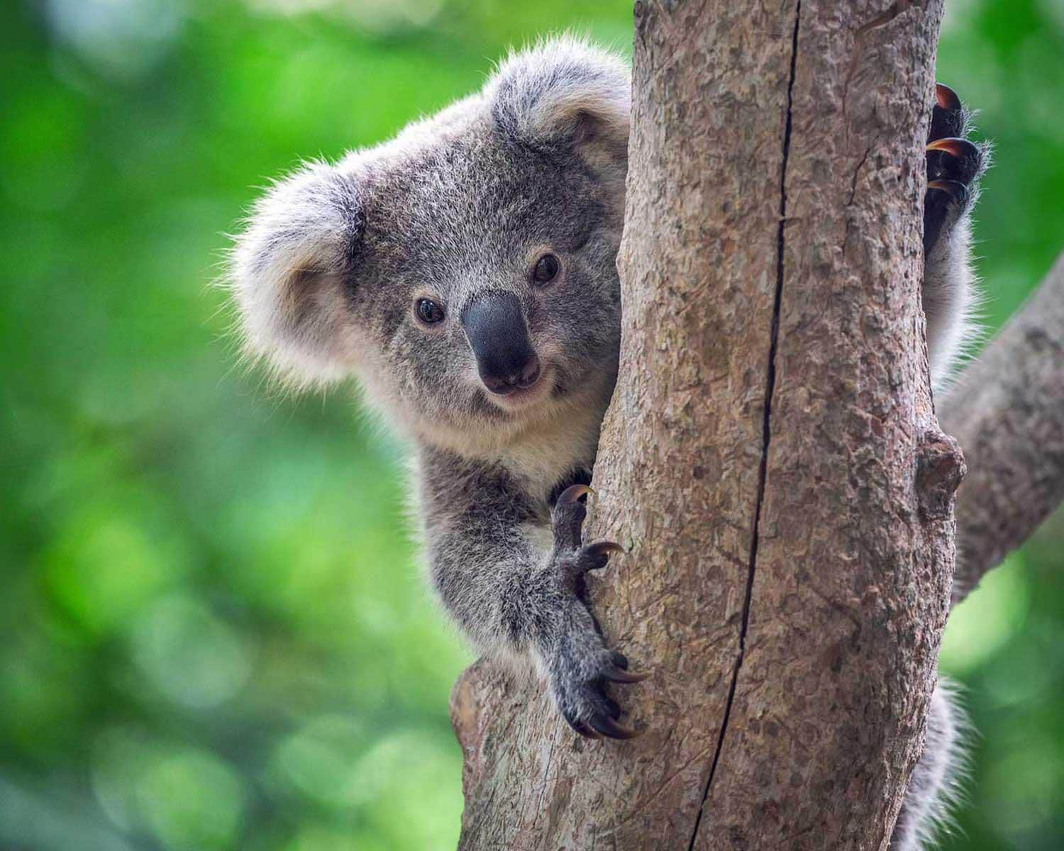 Koala in a tree