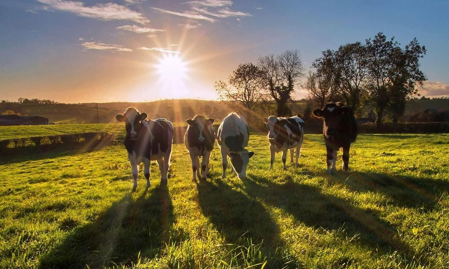 Five cows standing on pasture at sunset