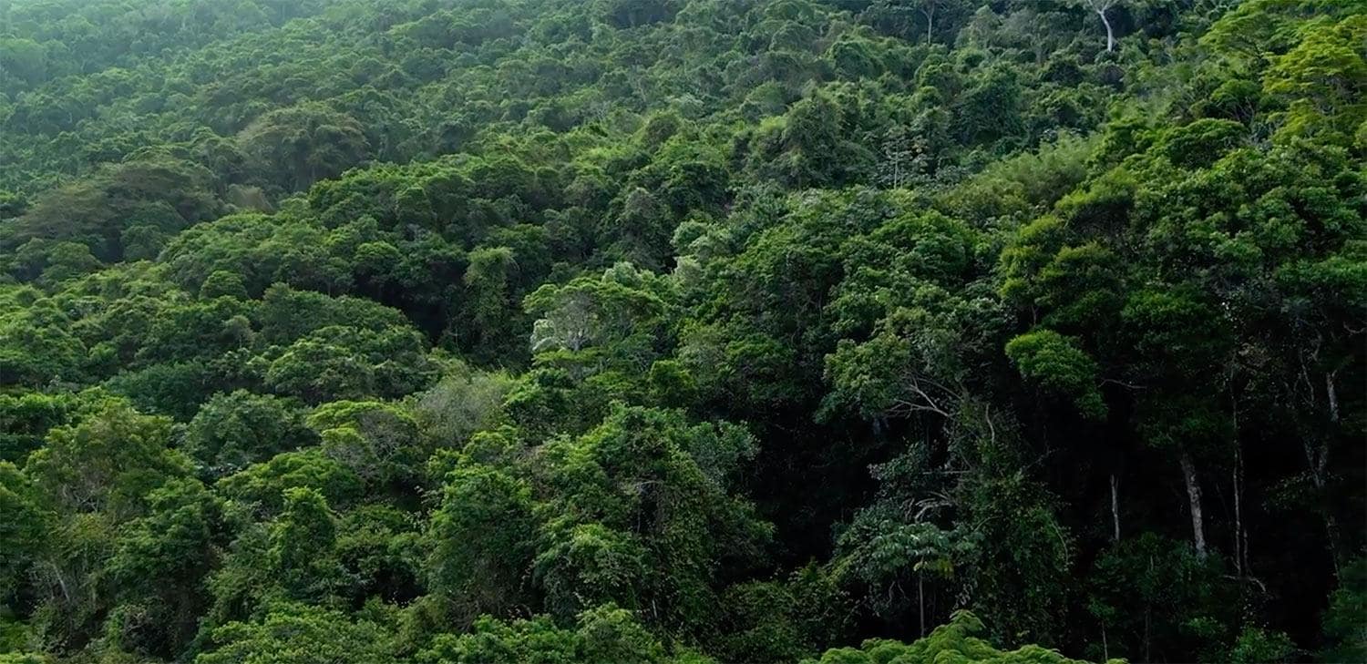 Amazon Forest Xxx Video - Rainforest | SAS