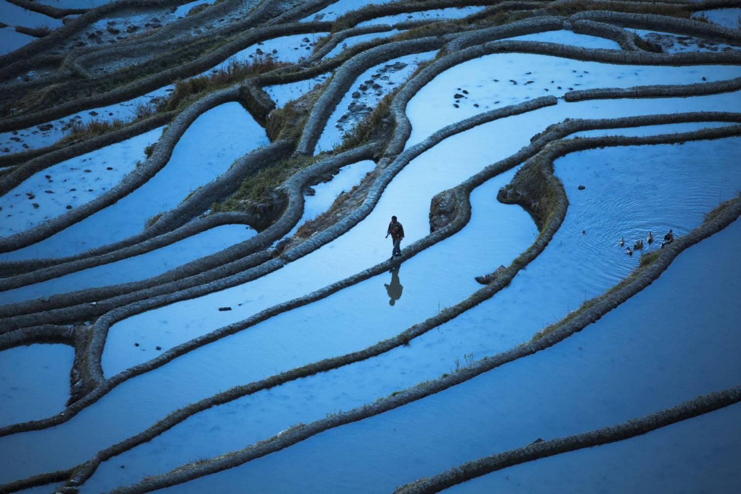 Man walking in Yuanyang rice field