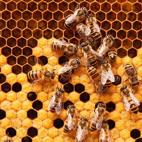 panal de miel con abejas
