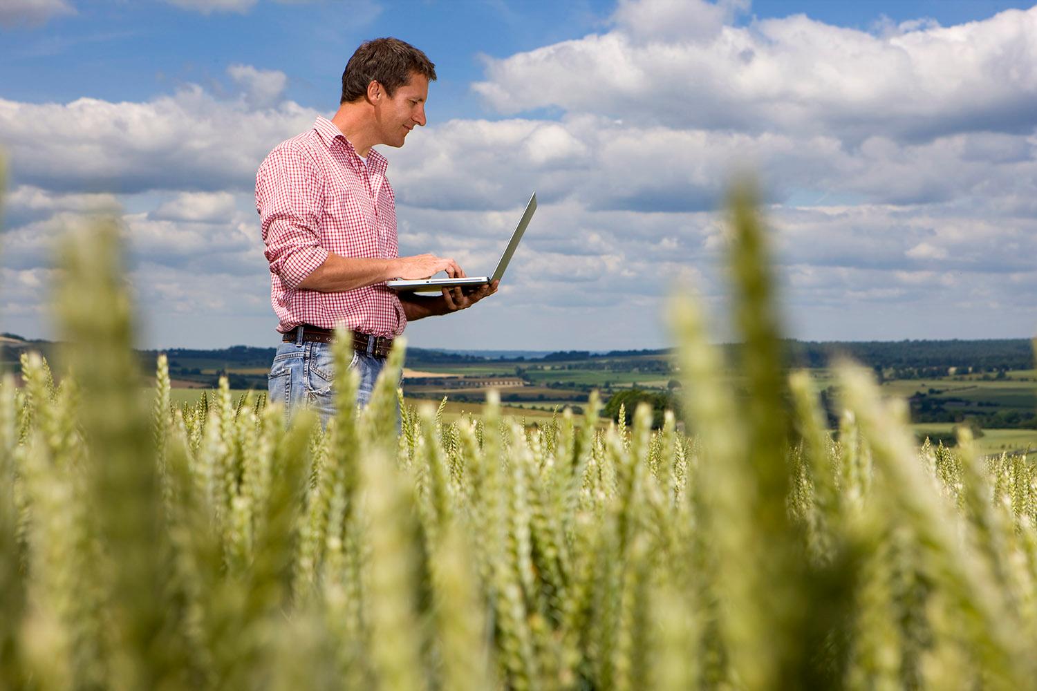 A man stands in a wheat field consulting agricultural data on a laptop