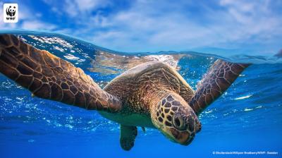 WWF Sea Turtle Swimming