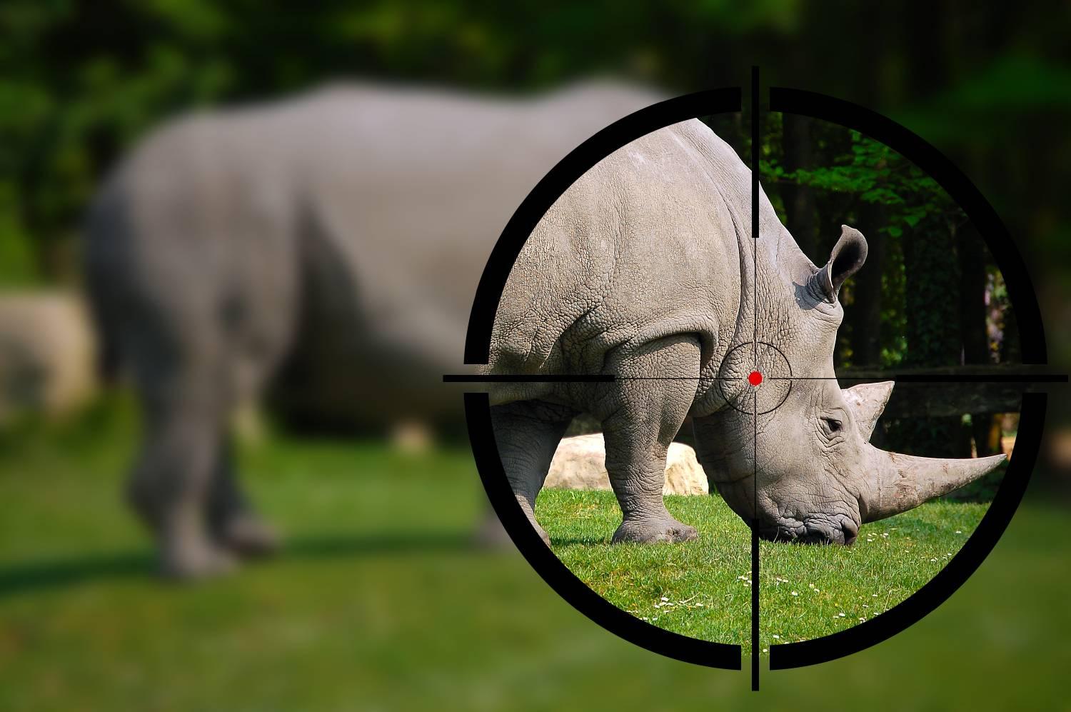 Big game hunting -- White rhino in the rifle sight