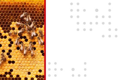 bees showing algorithms