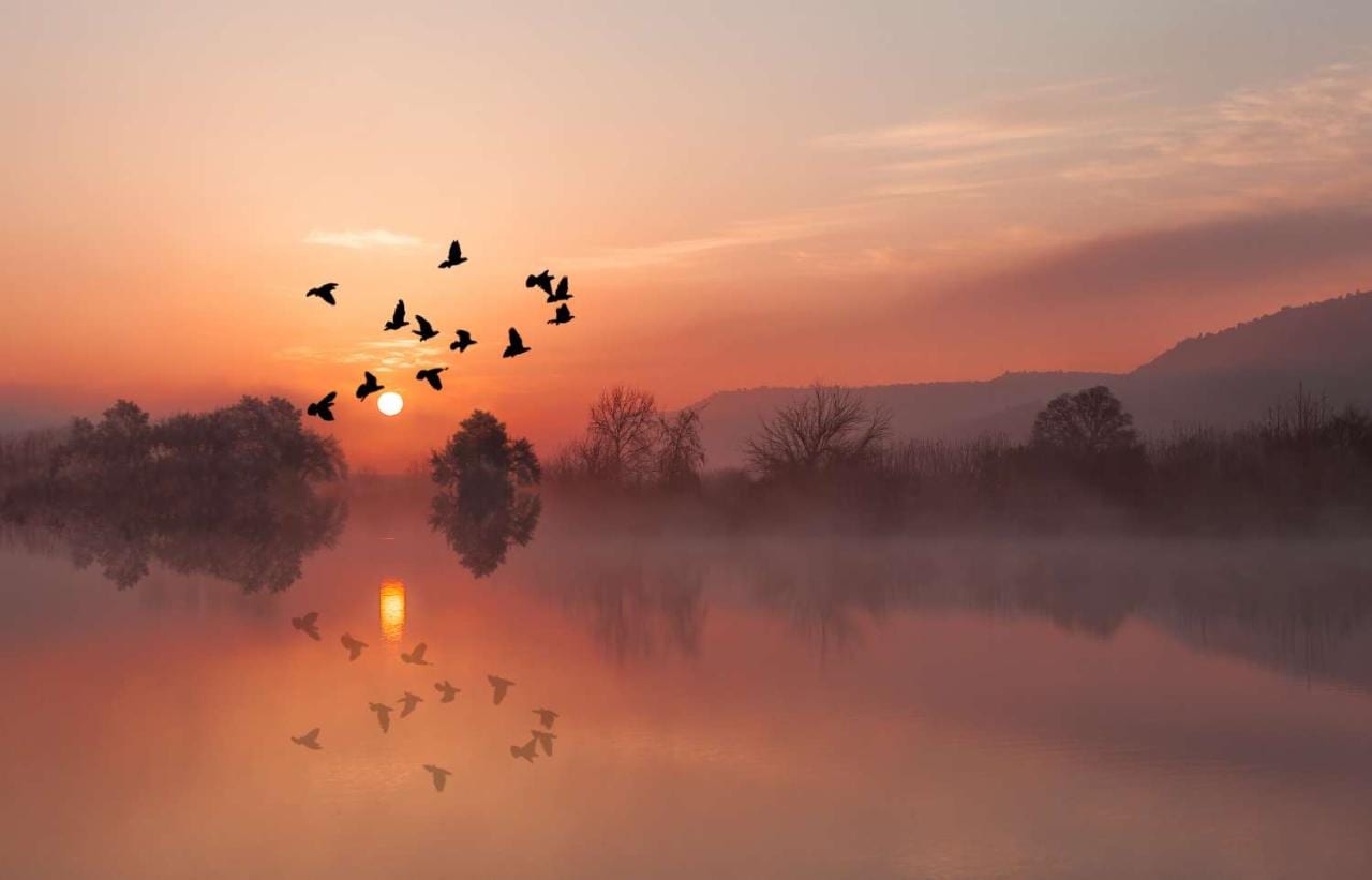 Birds flying at sunset against backdrop of lake