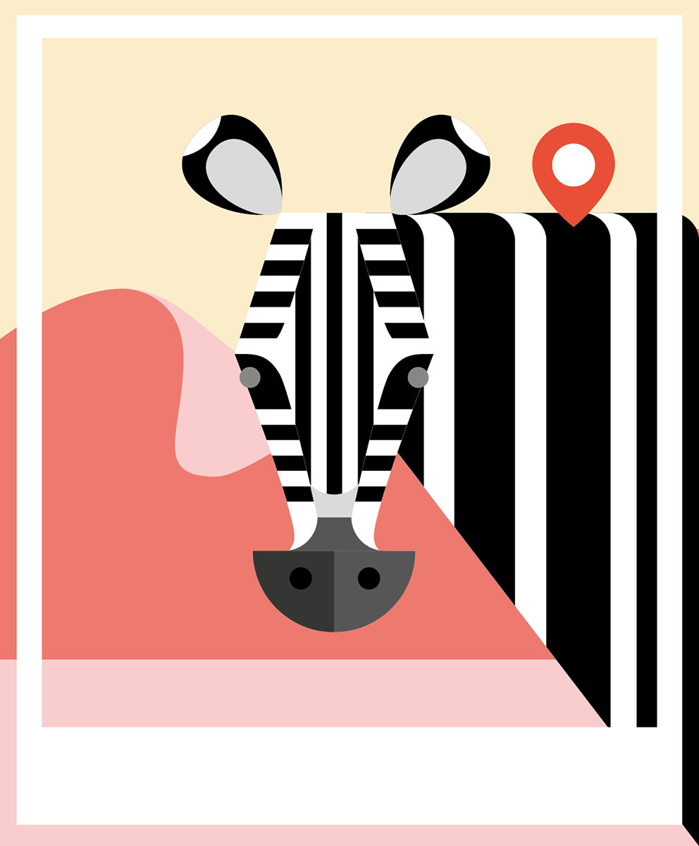 Zebra with orange background
