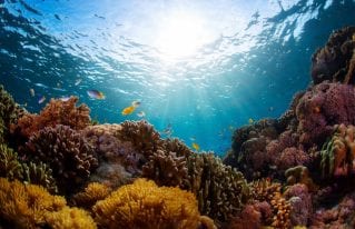 Un'insolita immersione nei dati. Le sfide della raccolta dati nel mondo sottomarino per proteggere la salute della barriera corallina mesoamericana