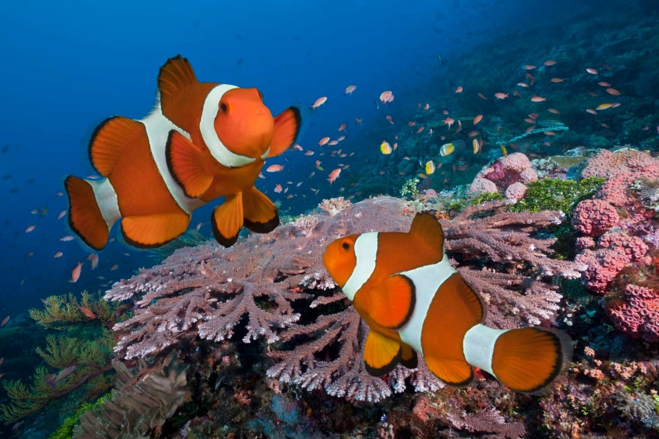  Pair of Clownfish on tropical coral reef