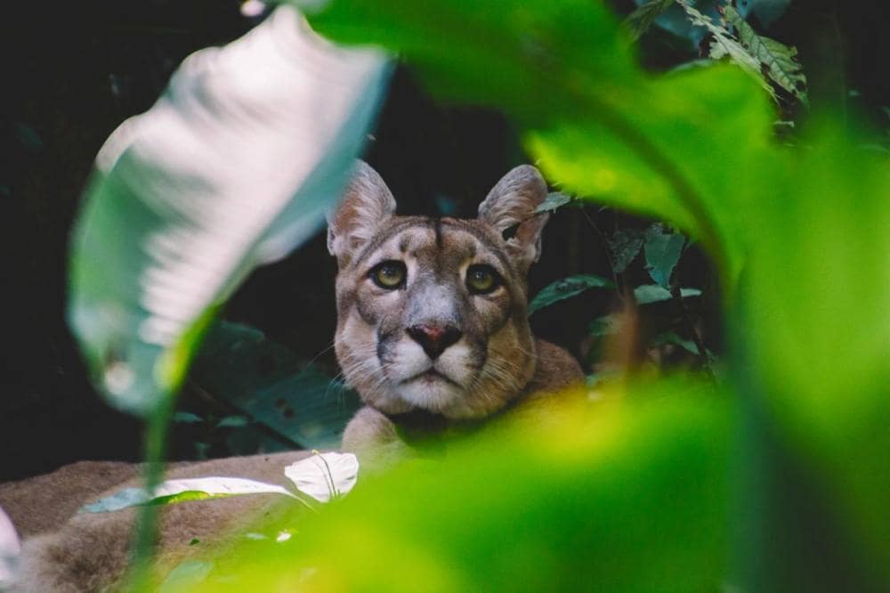 Jaguar in rainforest foliage