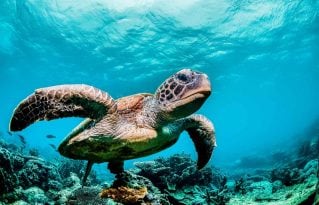 Intelligenza artificiale crowd-driven per proteggere le tartarughe marine delle Galapagos in via di estinzione