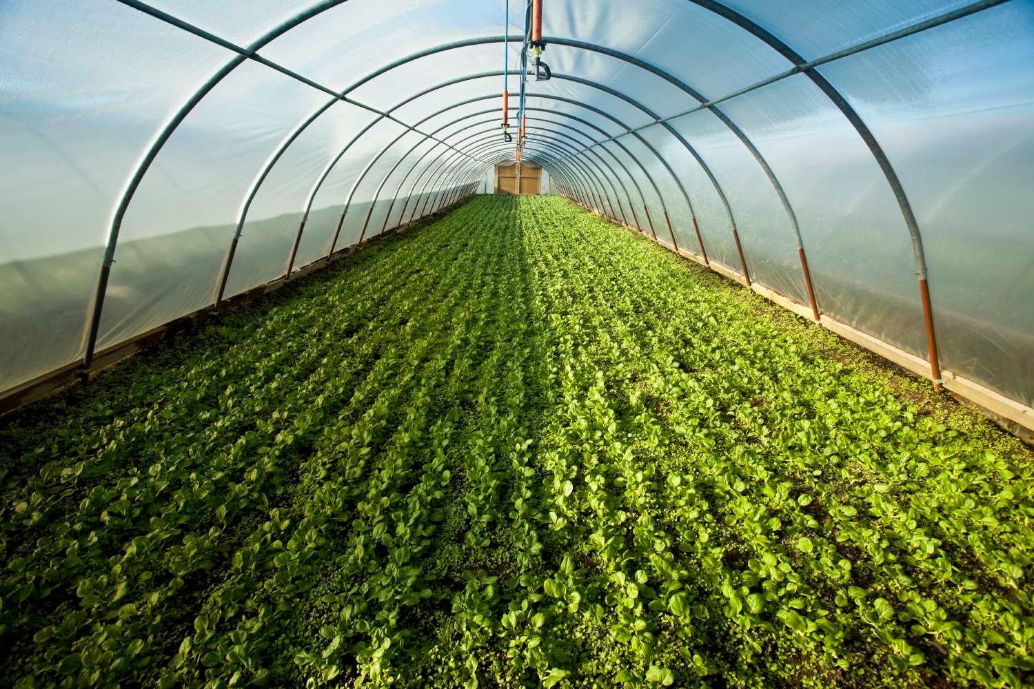 Organic Greenhouse