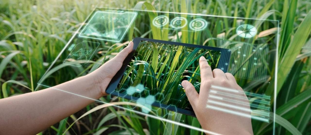 Digital Tablet e realtà virtuale su campo coltivato