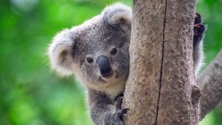 Tutela delle persone e salvaguardia dell’iconico koala australiano