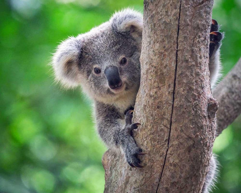 Koala in a tree.