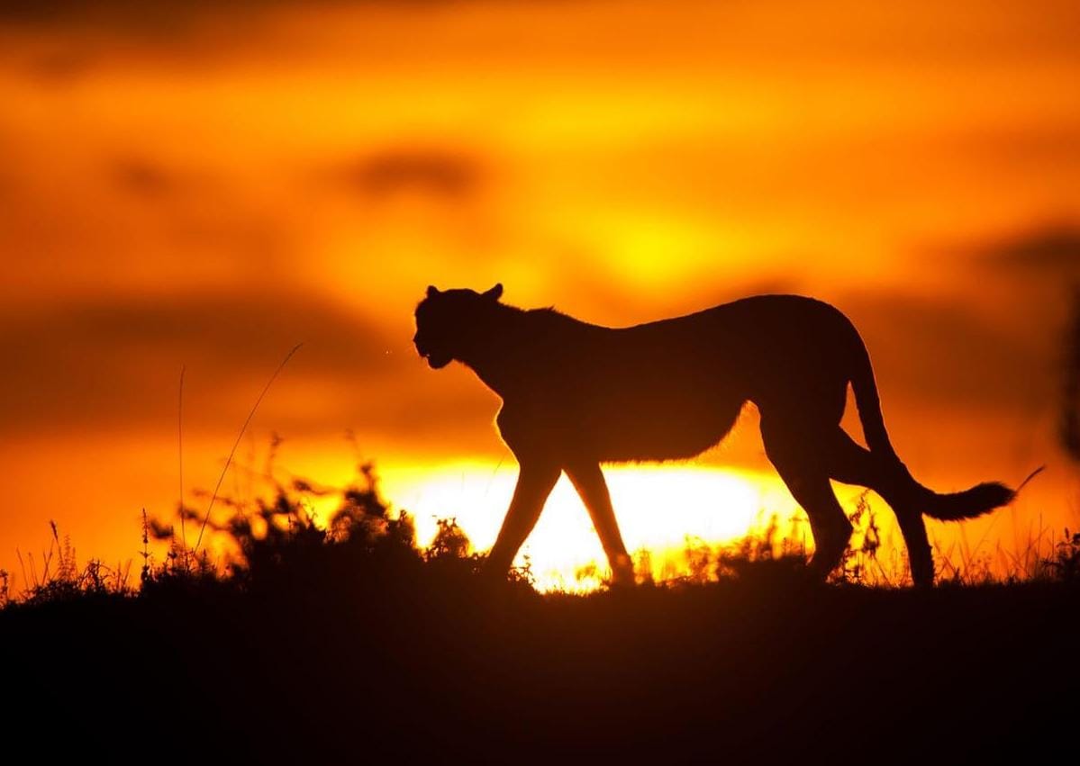 Silhouette of a cheetah against a vibrant sunset in Namibia, South Africa.