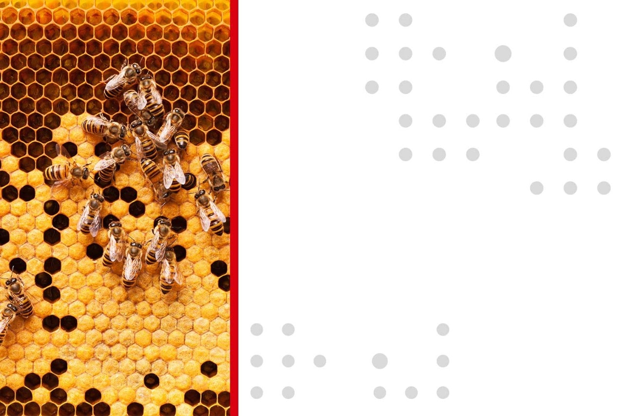 Bees working on a honeycomb - white background
