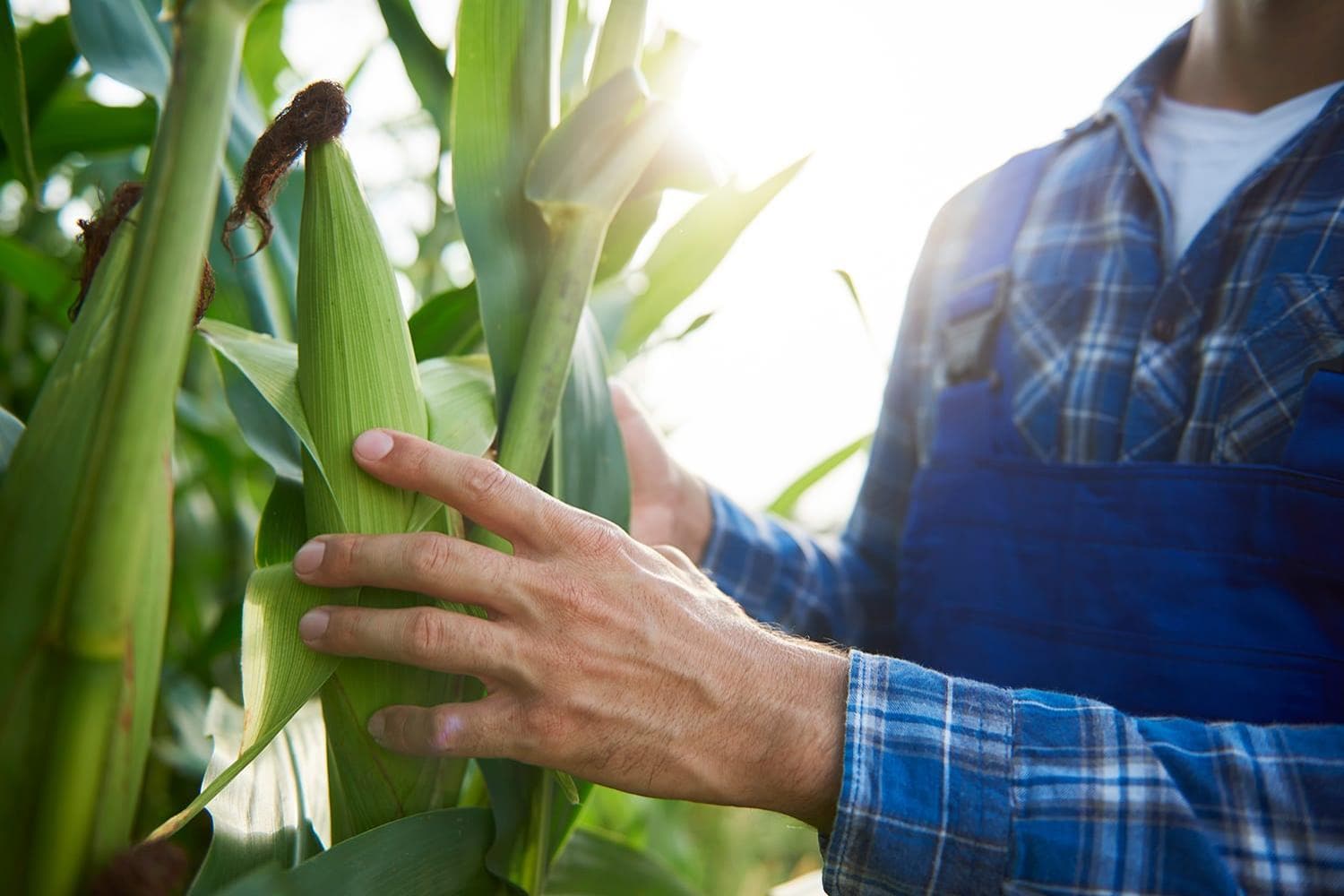 Farmer at cornfield examining maize plants 