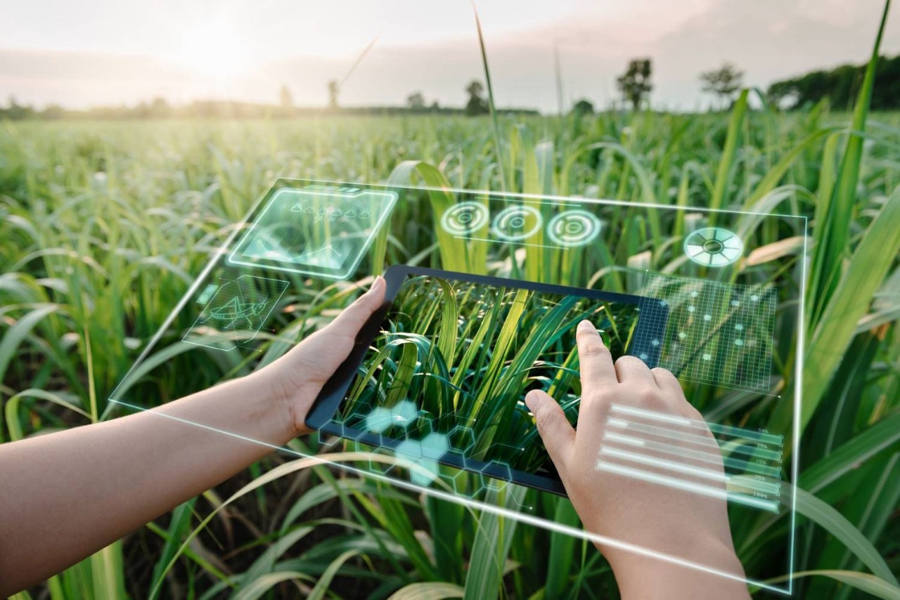 Person in corn field using virtual reality and a tablet to analyze and visualize crop data