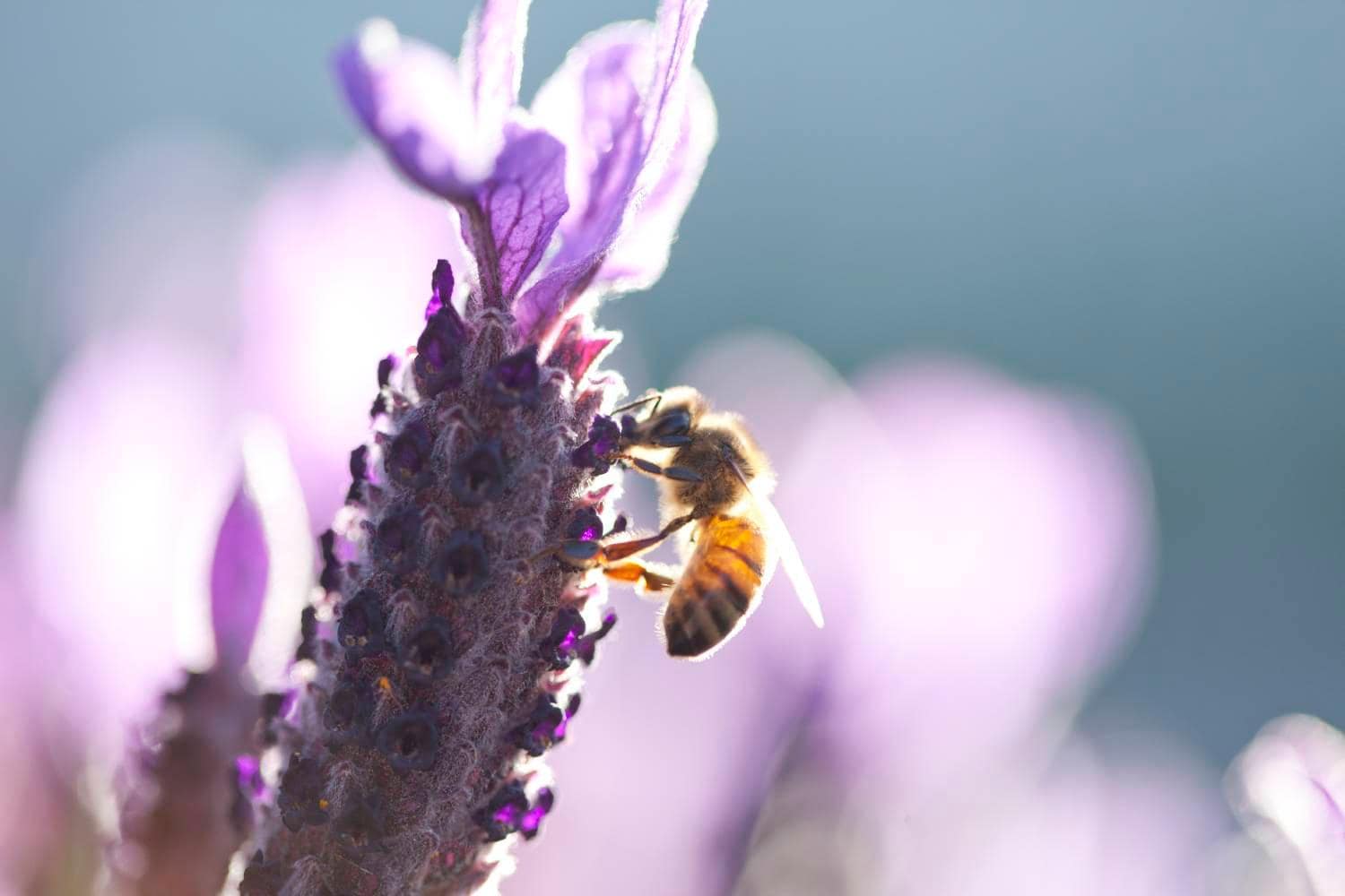 Bee on lavender flower Bee on lavender flower