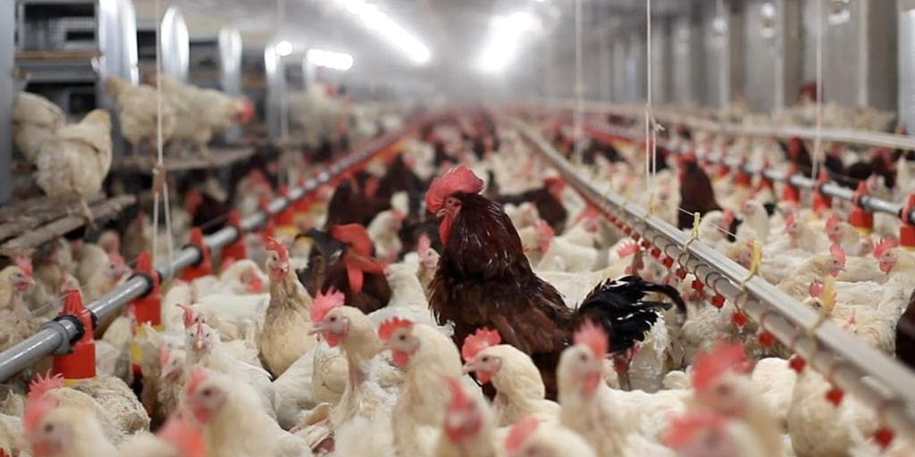 Commercial poultry production